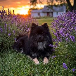 Nala - Pomeranian