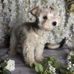 Glinda - Wheaten female Miniature Schnauzer puppy in Edinburg, Texas from Forever Schnauzers