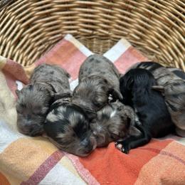 Male 2 - Blue merle male Aussiedoodle puppy in Lexington, Alabama from Johnson’s Highland Pride Aussiedoodles