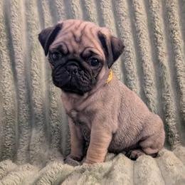 Cookie - Fawn female Pug puppy in Winter Haven, Florida from Lisa's Pugalicious Pugs
