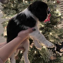 Cavalier King Charles Spaniel Puppies from Ridgefield Cavaliers