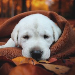 Westley - Black Collar - Yellow male Labrador Retriever puppy in Cocoa, Florida from Harrison's Lakeside Labradors LLC