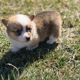 Pink - Sable female Pembroke Welsh Corgi puppy in Monterey, Tennessee from Co-Pilot Corgis