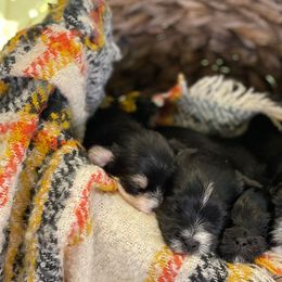 Companion Crosses, Maltese, and Silky Terriers from Silky Malti Puppies