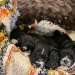 Companion Crosses, Maltese, and Silky Terriers from Silky Malti Puppies
