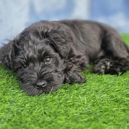 Roxy - Black female Miniature Schnauzer puppy in Howell Township, New Jersey from Kateryna's Miniature Schnauzers