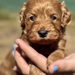 Apollo - Red  male Goldendoodle puppy in Arcadia, Florida from KnuDawn Goldendoodles and Cavapoos