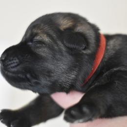 Red collar - Sable female German Shepherd puppy in Wahoo, Nebraska from Von Solidago