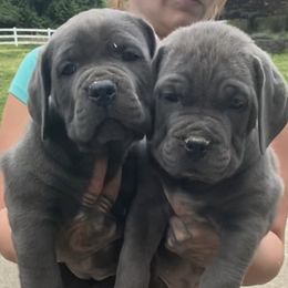 Girl 3 - Gray female Cane Corso puppy in Olympia, Washington from Grayling Dawn Cane Corso