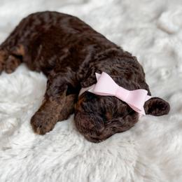 Light Pink Collar - Nagini - Brown and tan female Cockapoo puppy in Mt Bethel, Pennsylvania from Stasia’s Cutiepoos