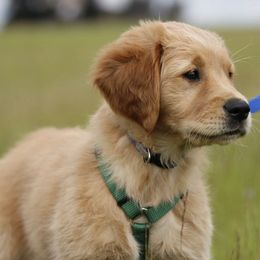 English Setters and Golden Retrievers from Gemstone Goldens