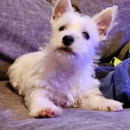Olaf - White male West Highland White Terrier puppy in Gastonia, North Carolina from Queen City Terriers