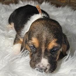 Orange Collar Girl - 3250 - Black white and brown female Basset Hound puppy in Richland Hills, Texas from The Basset Family