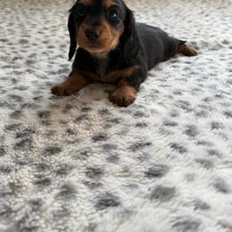 Black tan female - Black and tan female Dachshund puppy in Madera Acres, California from Muggin Bostons Terriers and Mini Dachshund