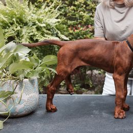 Black - Rd whtn blk nose male Rhodesian Ridgeback puppy in Texas from African Legends Rhodesian Ridgebacks