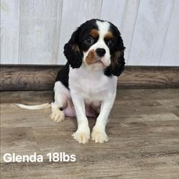 Glenda - Cavalier King Charles Spaniel
