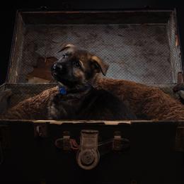 German Shepherd Puppies from Barenstadt Kennels