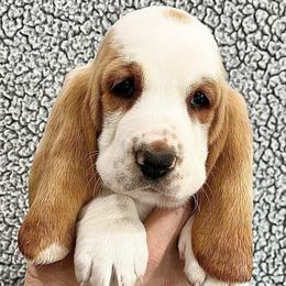 Baby Ruth (pink) - Red and white female Basset Hound puppy in Kingsport, Tennessee from Bear’s Bassets