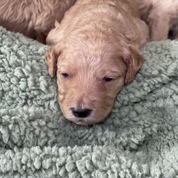 Goldendoodle Puppies from Alisha Rodgers