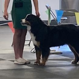 Bernese Mountain Dogs from Blue Peak Berners