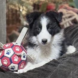 Goblin - Black male Border Collie puppy in Guffey, Colorado from Sunset Ridge