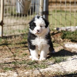 Boy 5 - male Australian Shepherd puppy in Warm Springs, Georgia from Out West Aussies