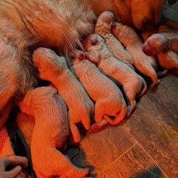 Boy - Light golden male Golden Retriever puppy in Amherst, Virginia from Knight's Golden Acres