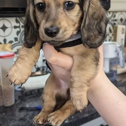 Boy 1 - Dachshund puppy in Homosassa, Florida from Foxies Doxies