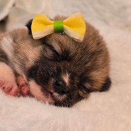 Honey - Sable female Pembroke Welsh Corgi puppy in Austin, Texas from Cutest Corgi's of Austin