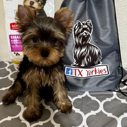 Yorkshire Terrier Puppies from TX Yorkies