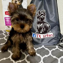 Yorkshire Terrier Puppies from TX Yorkies