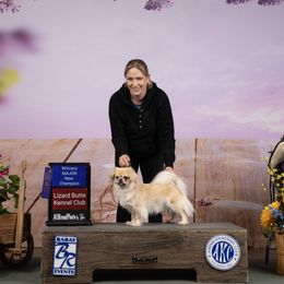 Tibetan Spaniel puppies from Embershine Tibetan Spaniels