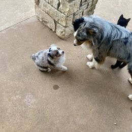 Australian Shepherd, Miniature Australian Shepherd, and Toy Australian Shepherd Puppies from Hunt Farms Mini Aussies
