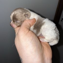 Ivy - Lavender female Pomeranian puppy in Lanett, Alabama from H.P.P