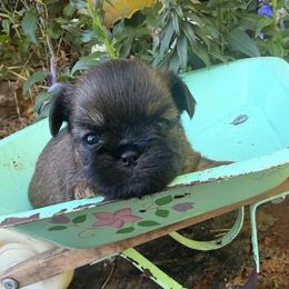 Buster - Red male Brussels Griffon puppy in Brooks, Georgia from Brooks Berner Bears & Brussels Griffons