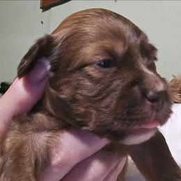 Kael - Red male Aussiedoodle puppy in Windom, Texas from Wild Farm Puppies
