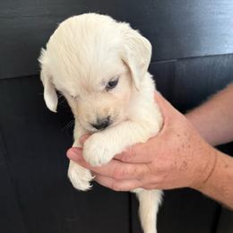 The Little Guy - Light golden male Golden Retriever puppy in College Station, Texas from Golden Care Golden Retrievers