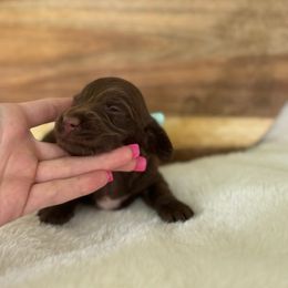 Prentice - Chocolate female Dachshund puppy in Newport, Tennessee from Justice Doxies
