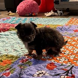 Blue tan boy price: 5,500 - Blue and tan male Chihuahua puppy in Summerfield, Florida from Uey’s Chihuahuas