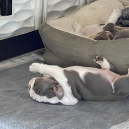 Bulldog Puppies from Bougie Bullies & Birds LLC