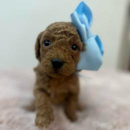 Baby blue - Red  female Goldendoodle puppy in Shingle Springs, California from Creamy Retrievers