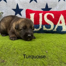 German Shepherd Puppies from LORI Zanin