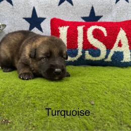 German Shepherd Puppies from LORI Zanin