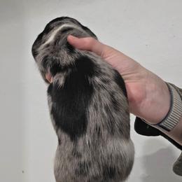 Maevis's black and tan dapple brindle piebald boy - Dapple male Dachshund puppy in Declo, Idaho from Dozendachs