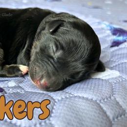 Snickers - Black tri male Miniature American Shepherd puppy in Millington, Tennessee from Goading Glee Glade