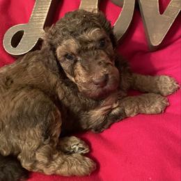 Ruger - Sable male Poodle puppy in Mechanicsburg, Pennsylvania from Ashton’s Standards