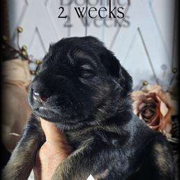Boomer - Black and red male German Shepherd puppy in Sequim, Washington from German Shepherd Haus