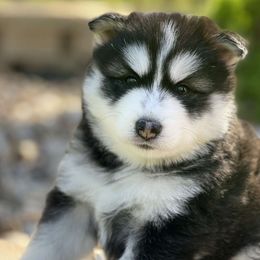 Pomskies from Mississippi River Pomskies