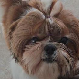 Lulu - Shih Tzu