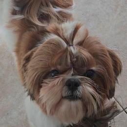 Lulu - Shih Tzu